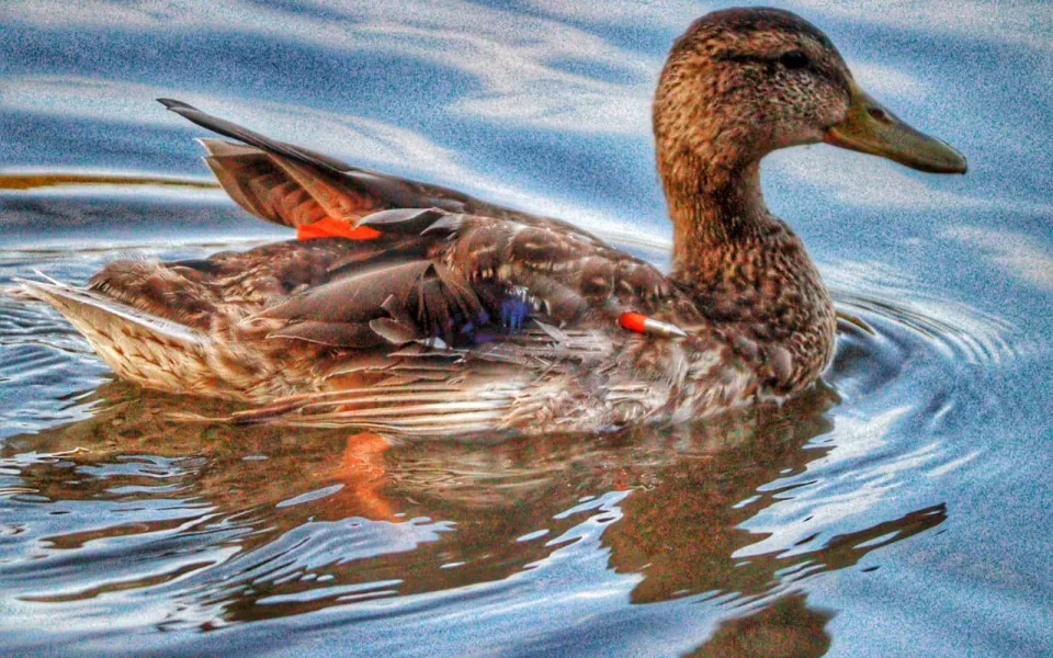 В Барнауле помогли селезню, раненному дротиком из арбалета