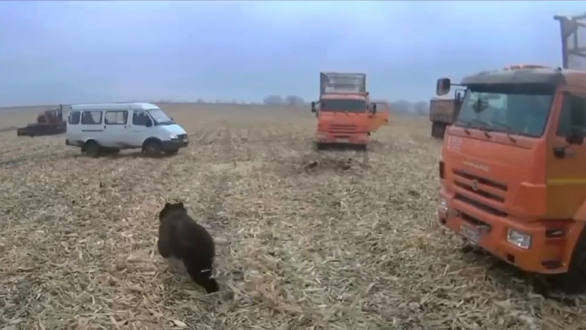 Медведь выбежал на поле в Алтайском крае