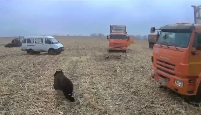 Медведь пришел в гости на поле к рабочим в алтайском селе