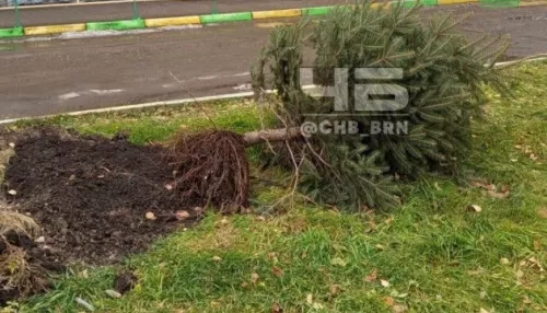 В СГК рассказали, почему выкопали ели на Павловском тракте в Барнауле