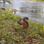 Жители Новосибирска воруют белок из городских парков