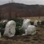В горно-алтайском селе записали обращение из-за выкорчеванных кедров