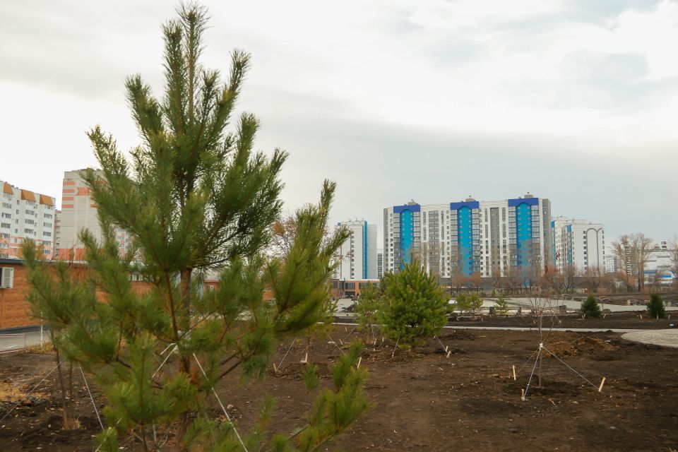 Массовое озеленение нового парка в Индустриальном районе Барнаула. Октябрь 2024 года