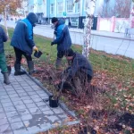 Накануне снегопада в Барнауле завершили посадку деревьев