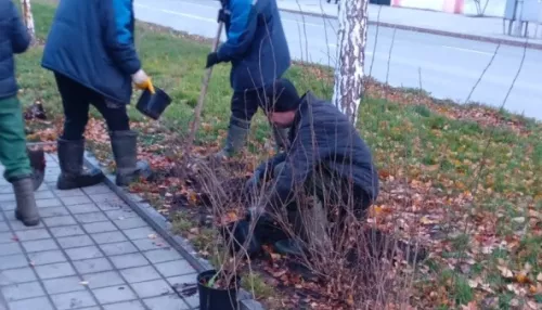 Накануне снегопада в Барнауле завершили посадку деревьев