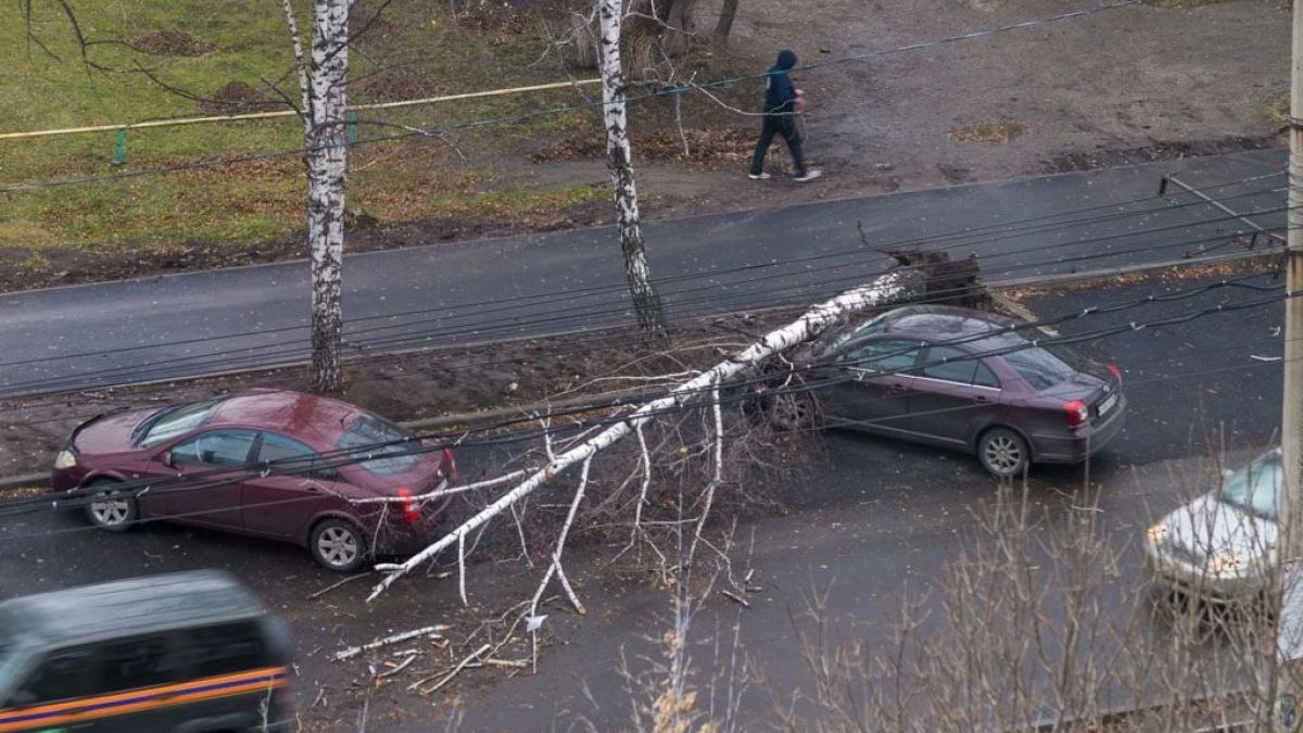 Береза рухнула на машину в Бийске