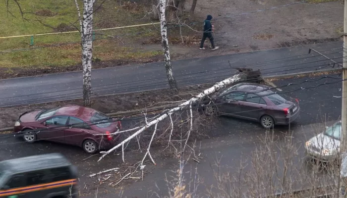 Береза рухнула на иномарку из-за сильного ветра в Бийске