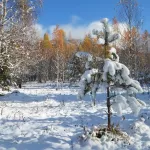 Еще чуть-чуть — и будут сугробы: в Алтайском заповеднике выпало много снега. Фото