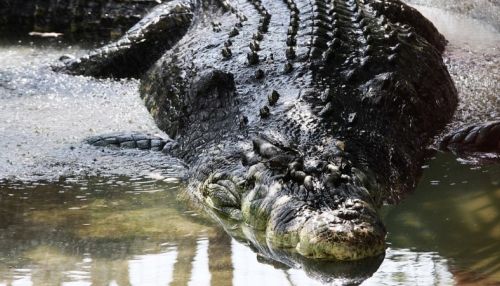 Роскошные похороны устроили для 130-летнего крокодила в Индии