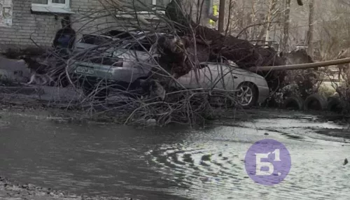 В Барнауле сильный ветер валит деревья на автомобили. Фото