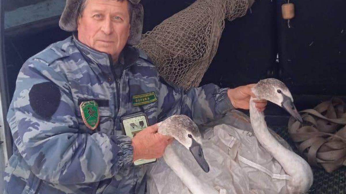 Спасение лебедей 