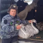 Двух замерзающих лебедей спасли из болота в Алтайском крае
