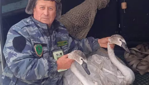 Двух замерзающих лебедей спасли из болота в Алтайском крае