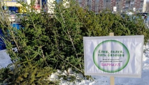 Барнаульцы сдали около 400 елок в рамках акции Ёлки, палки, пять бизонов