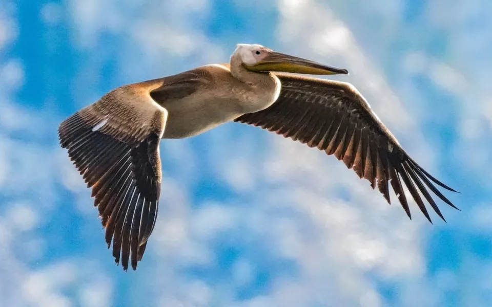 С большими крыльями: на Телецком озере в Горном Алтае засняли розового пеликана