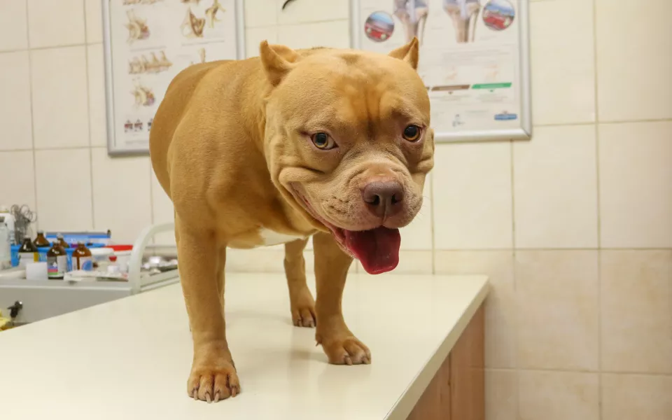 По закону  звери: как и где проходит чипирование и регистрация собак