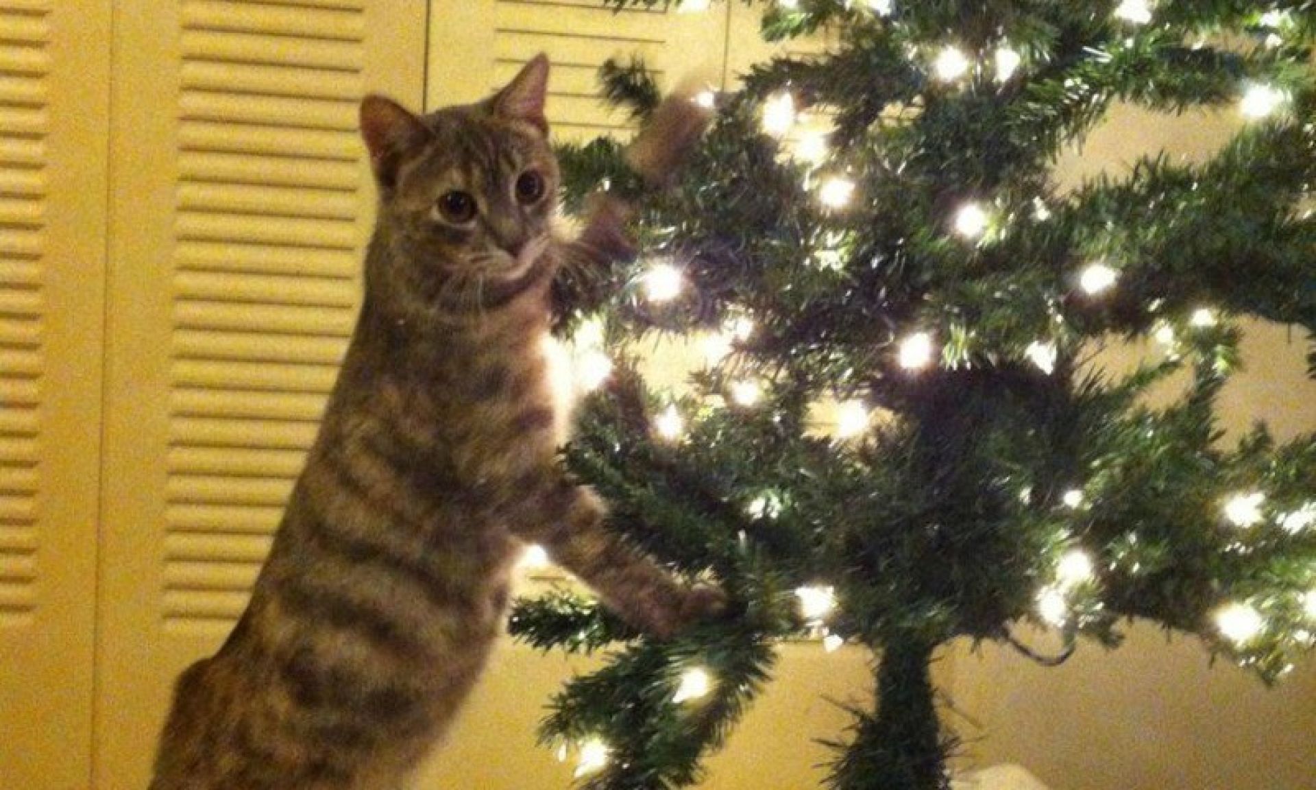 Кот Новогодняя Серия