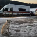 В Башкортостане верная собака четвертый день ждет утонувшего в реке хозяина