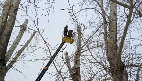 Барнаульцев попросили временно не гулять в парке Изумрудный