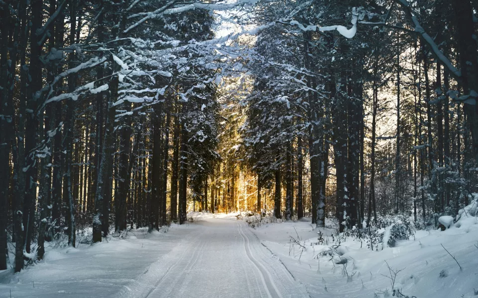 Гость базы отдыха в Барнауле остался без телефона после прогулки в лесу
