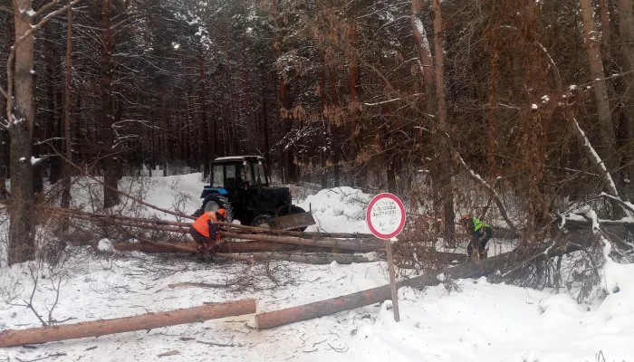 Вдоль шоссе Ленточный бор в Барнауле вырубают деревья