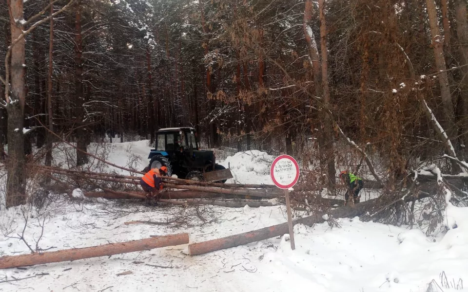 Вдоль шоссе Ленточный бор в Барнауле вырубают деревья