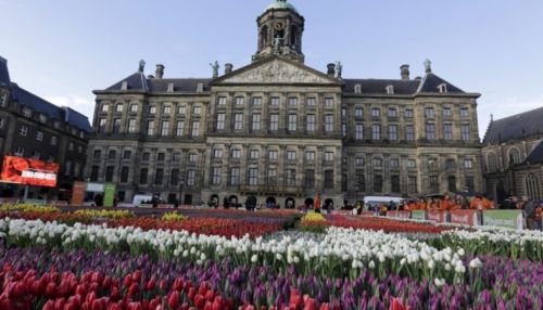 Сезон тюльпанов официально открыт в Голландии