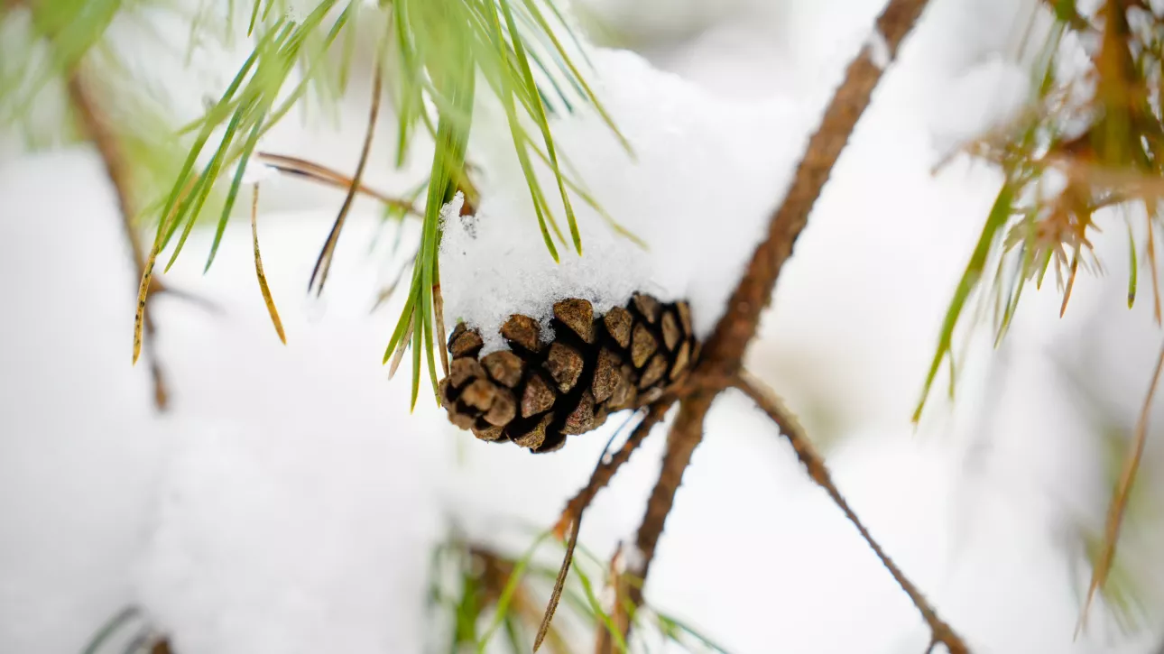 Тепло – холодно: погодные качели продолжаются в Алтайском крае