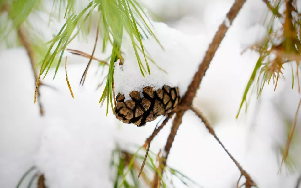 Тепло  холодно: погодные качели продолжаются в Алтайском крае