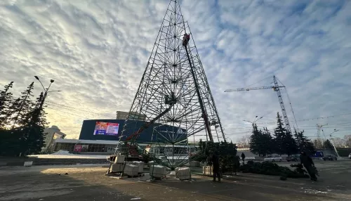 Главная новогодняя елка Барнаула начала обрастать хвоей. Фото