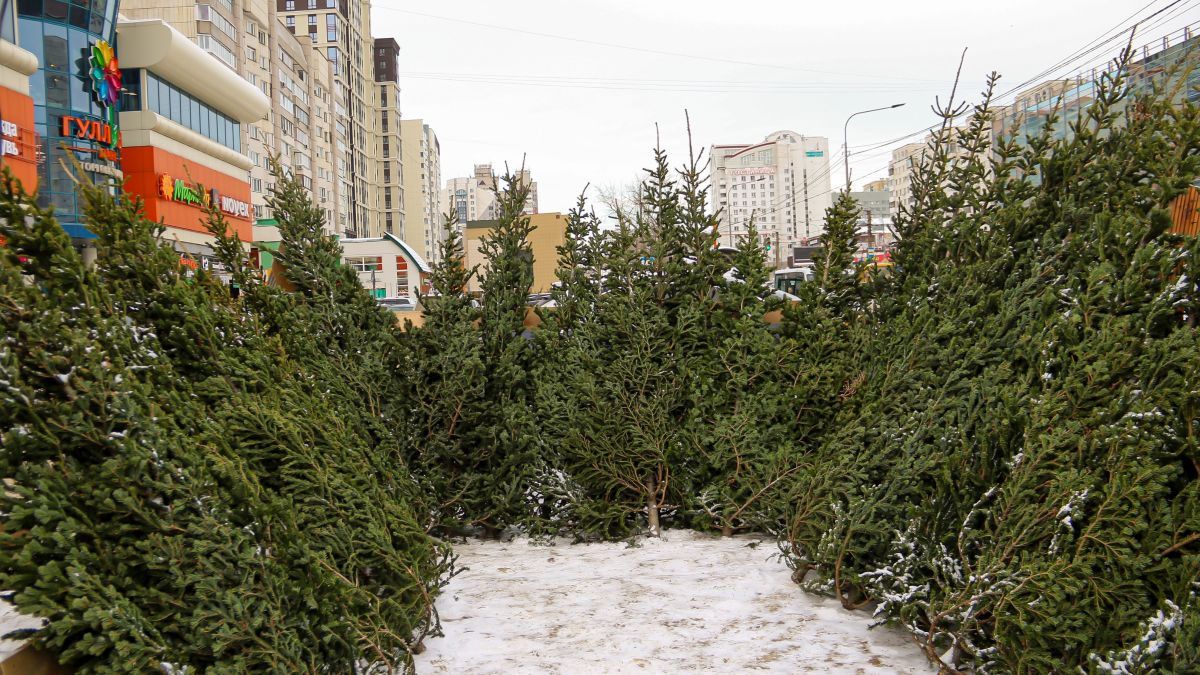 Елочные базары в Барнауле