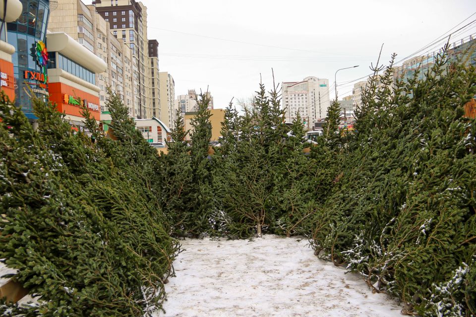 Елочные базары в Барнауле