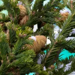 28 елочных базаров откроются в Барнауле с 15 декабря: адреса