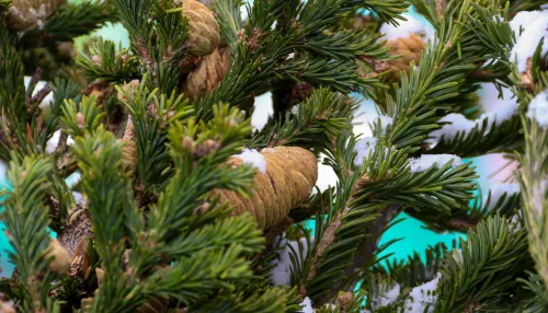 28 елочных базаров откроются в Барнауле с 15 декабря: адреса