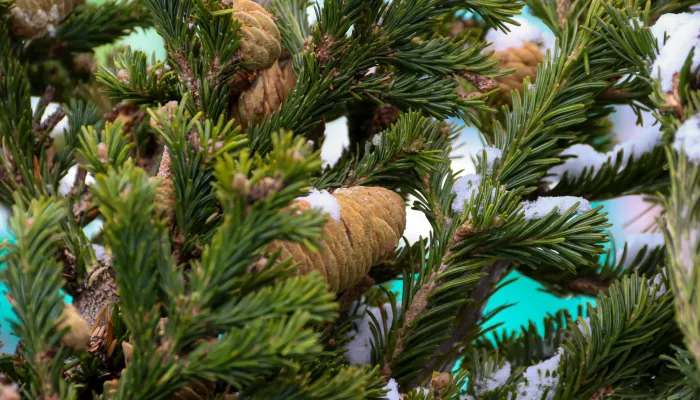 28 елочных базаров откроются в Барнауле с 15 декабря: адреса