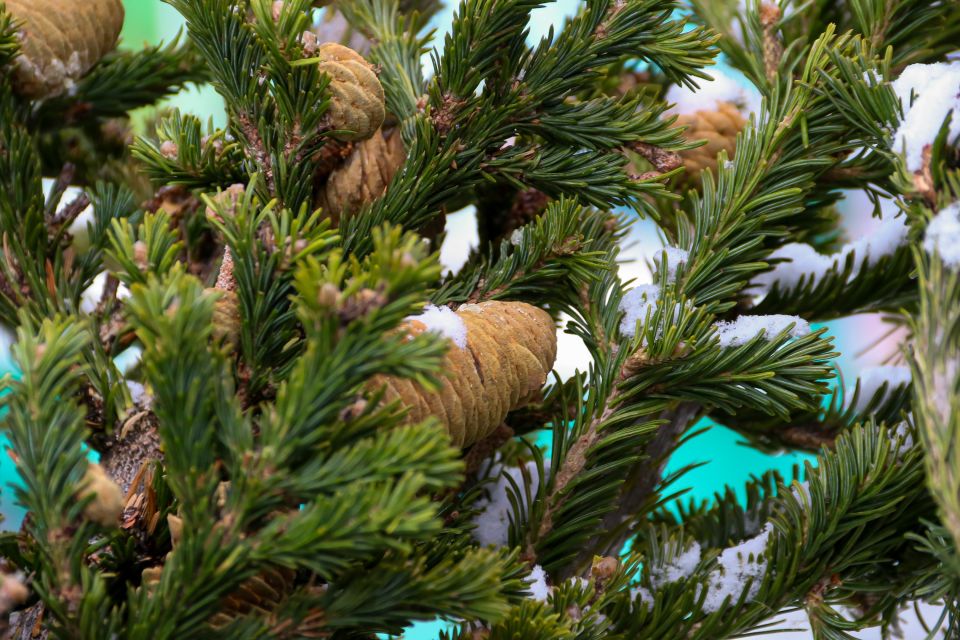 Елочные базары в Барнауле