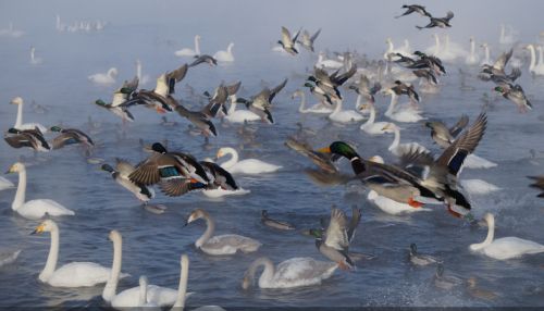 Больше тысячи лебедей-кликунов впервые остались на зимовку в Алтайском крае