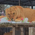 В барнаульском зоопарке львице Ае вручили новогодний подарок. Видео