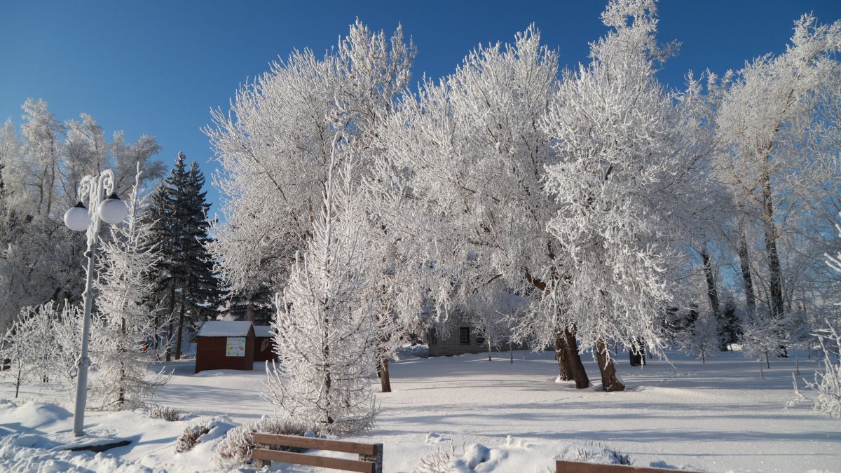 Барнаул. Зима. Иней