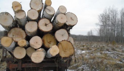 Объем незаконной вырубки леса в Алтайском крае назвали несущественным