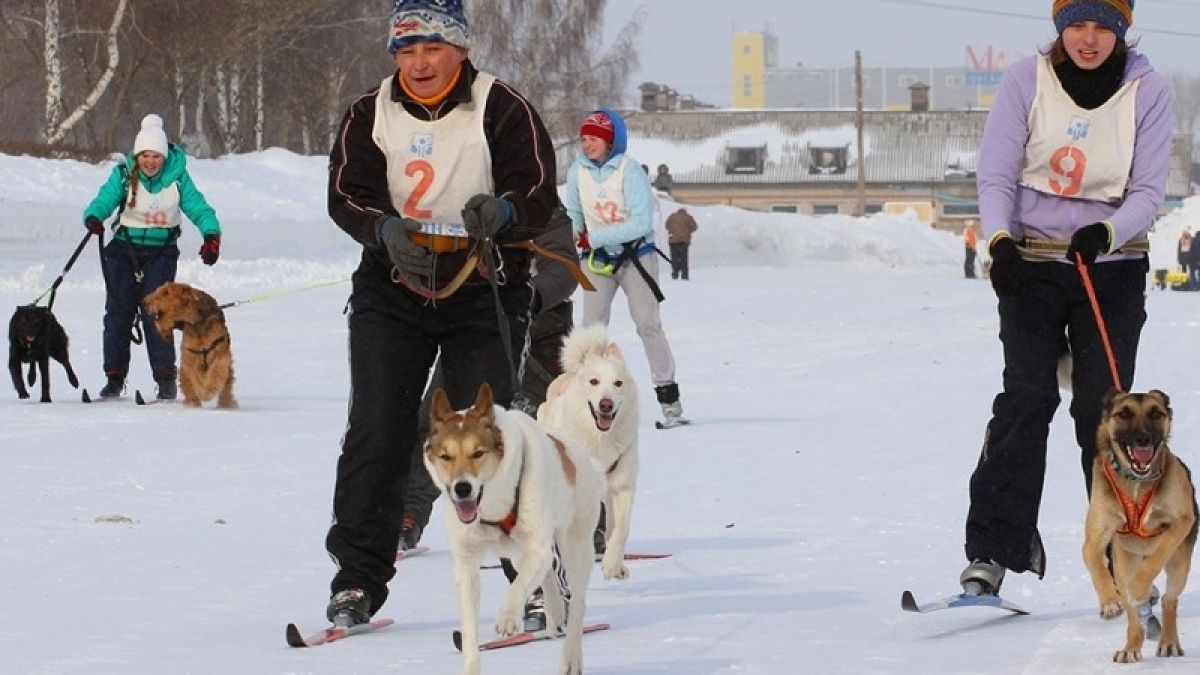 Гонки на собачьих упряжках пройдут в Барнауле