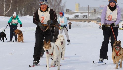 Гонки на собачьих упряжках пройдут в Барнауле