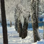 Долгосрочный прогноз: каким будет ноябрь в Алтайском крае и когда ляжет снег