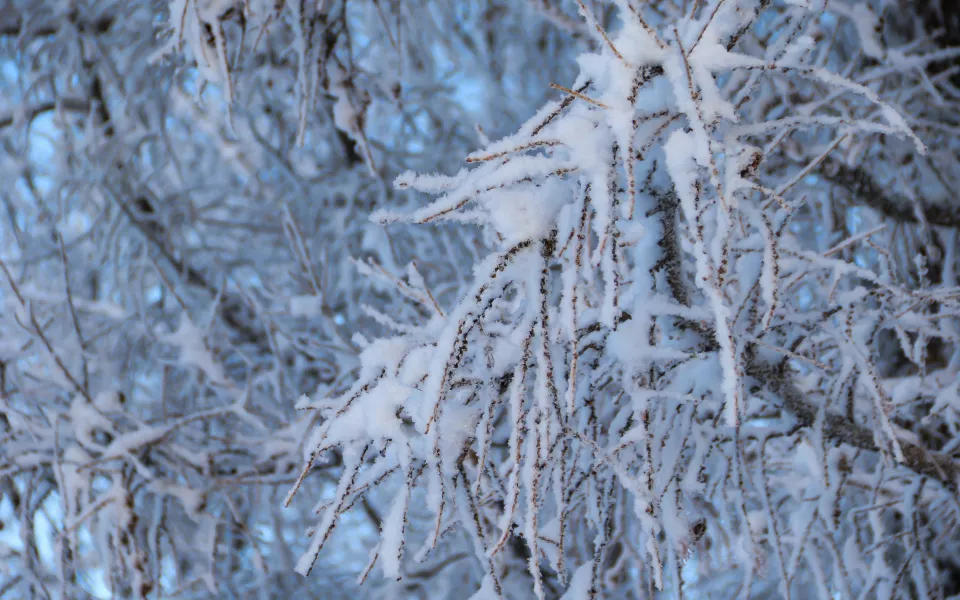 Февраль встретит жителей Алтайского края 30-градусными морозами