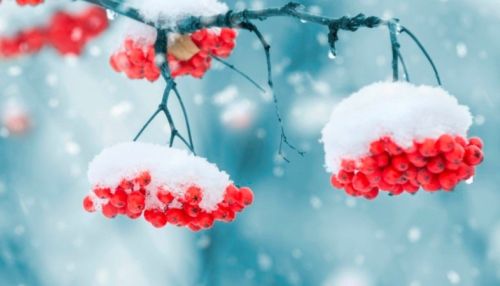 Снег, сильный ветер и похолодание ожидаются 31 января на Алтае