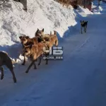 Жители частного сектора в Барнауле опасаются огромной стаи бездомных собак