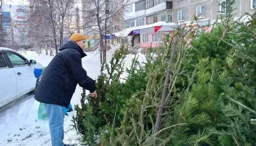 Барнаульцы позаботились о природе и сдали три сотни елок на переработку. Фото