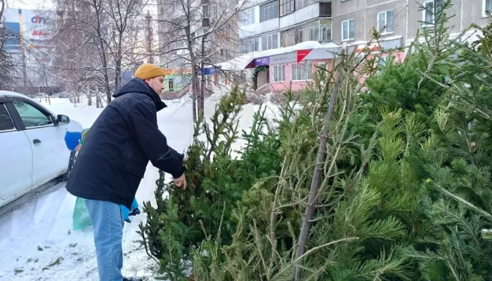 Барнаульцы позаботились о природе и сдали три сотни елок на переработку. Фото