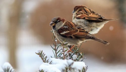 Барнаульцев призвали подкармливать птиц в морозы