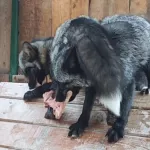 Животные барнаульского зоопарка за год съедают 16 тонн мяса